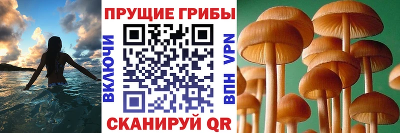 блэк спрут ссылки Бирюсинск Галлюциногенные грибы Psilocybine cubensis что такое